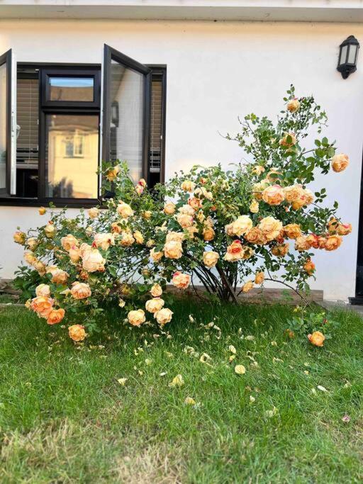 Newly Built Large Garden Ensuite Guest Studio บอร์แรมวูด ภายนอก รูปภาพ